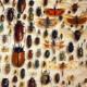 Entomologia.it